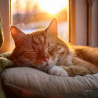 The Warmth Of Home - Cheerful Beats & Pet Tunes & Peaceful Pet Sessions