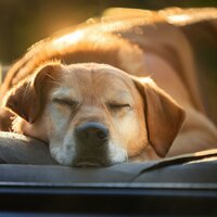 Las Armonías Caninas Tranquilas Calman - Las Islas Doradas & Música de perro & Perro dormido