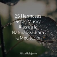 Visiones Doradas - Relajar & Natureza & Musica Relajante New Age Culture