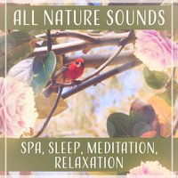 Rose Innocence - Reiki Healing Zone