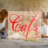 Solo Flight - Music For Cats & Cat Music & Cats Music Zone