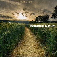 Relaxing Birds - Calm music & Nature Therapy & Cascada de Lluvia