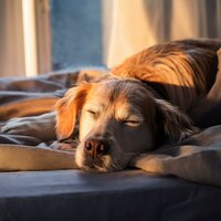 Ecos De Descanso Tranquilo - Música para Perros Curación & Dhyana Uno & Música feliz de la mañana