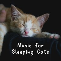 Cats Are Drinking Milk While Listening to Music - Cat Music Therapy