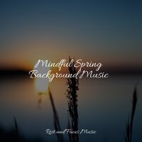 Serene Beaches - Meditation & Asian Zen Spa Music Meditation & Deep Sleep