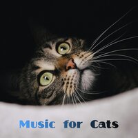 Dry Morning Blues - Music For Cats & Cat Music & Cats Music Zone