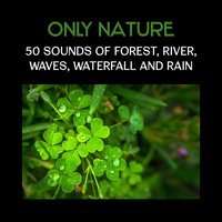 Forest Birds: Mental Health - Serenity Nature Sounds Academy
