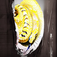 Shook a Look Down - Mathias Lopez
