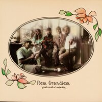 Rosa Grandiosa - Cumulus