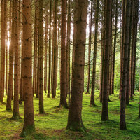 Spring again - The Nature Soundscapes & Relaxing Guru & Solfeggio Frequencies 528Hz