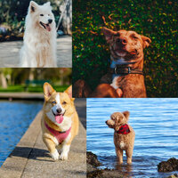 Wonderful (Dogs on Couch) - Relaxing Music for Dogs