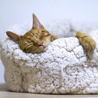 Life Renew - Music for Cats TA & Cats Music Zone & RelaxMyCat