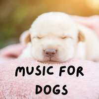 Chill Dog - Music for Dogs Peace & Music for Dogs & Relaxing Puppy Music & Calm Pets Music Academy