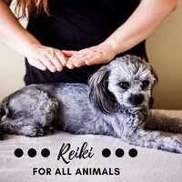Comfort Zone - Pet Music Academy