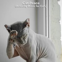 Sublime Space - Music For Cats & Cat Music & Music For Cats Peace