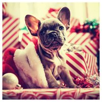 Jingle Bells - Dog Music & Music for Dog's Ears & Dog Music Library