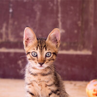 Siesta - Official Pet Care Collection & Cat Music Therapy & Cat Music Experience