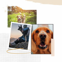 Refined Dog Calming - Sleeptime for Dogs