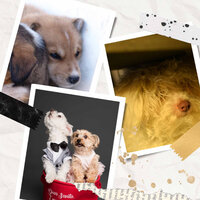 Tasteful Ambience for Dog Calming - Dog Music