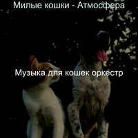 Мечты (Кошки) - Музыка для кошек оркестр