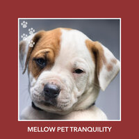 Soothing Sunday - Puppy Relaxation
