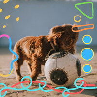 Refined Ambience for Doggy Daycares - Doggy Relaxing Sounds