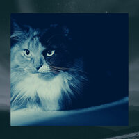 High Class Ambience for Calming Your Cats - Cat Total Relax
