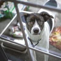 Springtime Air - Dog Music & Jazz Music Therapy for Dogs & Music for Dogs Peace