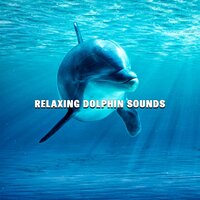 Dolphins in the Ocean - Rhodium Music