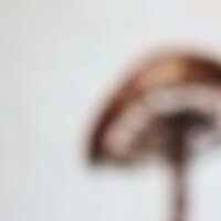 Entoloma abortivum - Lawrence English