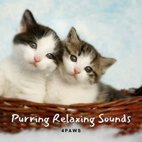 Strong Cat Focus - Cat Music Experience & Pet Care Club & Dog Music Experience