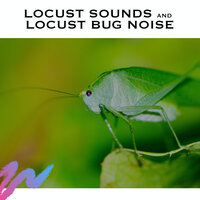 Locust Noise Summer - White Noise Radiance & Nature's Music & Locust Sounds