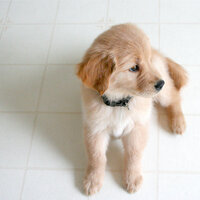 Rainy Day Rhapsody - Official Pet Care Collection & Relaxing Music for Dogs & Sleepy Dogs