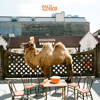 Bull Black Nova - Wilco