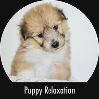 Doggie Notes - Calming Puppy Relaxation