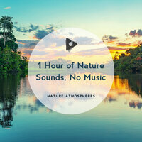 Daytime Meadow - Nature Atmospheres