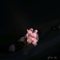 harvest moon - ocha