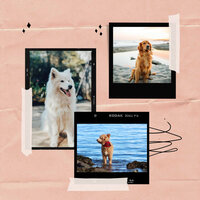 Nurturing (Fun Puppies) - Calming Dog Jazz