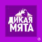 Дикая Мята. Violet 2022