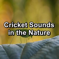 Nature Outside Cricket Sound - Musica relajante & Crickets & Nature Ambience
