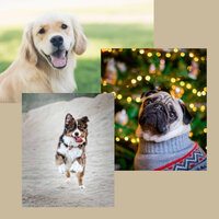 Subtle (Music) - Calming for Dogs