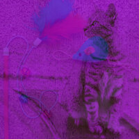 Astounding Friendly Cats - Calm Cat Music