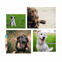 Heavenly Ambience for Soothing Doggies - Jazz Music for Dogs Prime