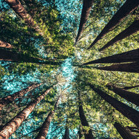 Raining in the summer - Nature Sounds & nature & Sounds Background & Nature Sounds Nature Music