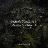 Paseo Diario - Academia de Música con Sonidos de la Naturaleza & Academia de Música para Massagem Relaxamento & Musica Para Relajarse