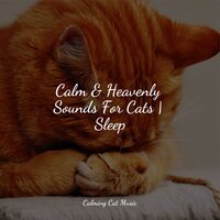 Tone of Silence - Jazz Music for Cats & Music For Cats & Music for Cats TA