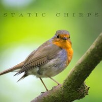 Spring Atmosphere - Bird Sounds