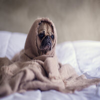 Soothing Sounds for Cats - Dog Music & Sleeping Music For Dogs & Music for Dog's Ears