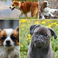 Fun - Music - Sleepy Dogs