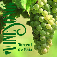 Torrent De Paix - Vinesong